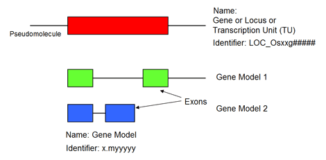 Gene Nomenclature